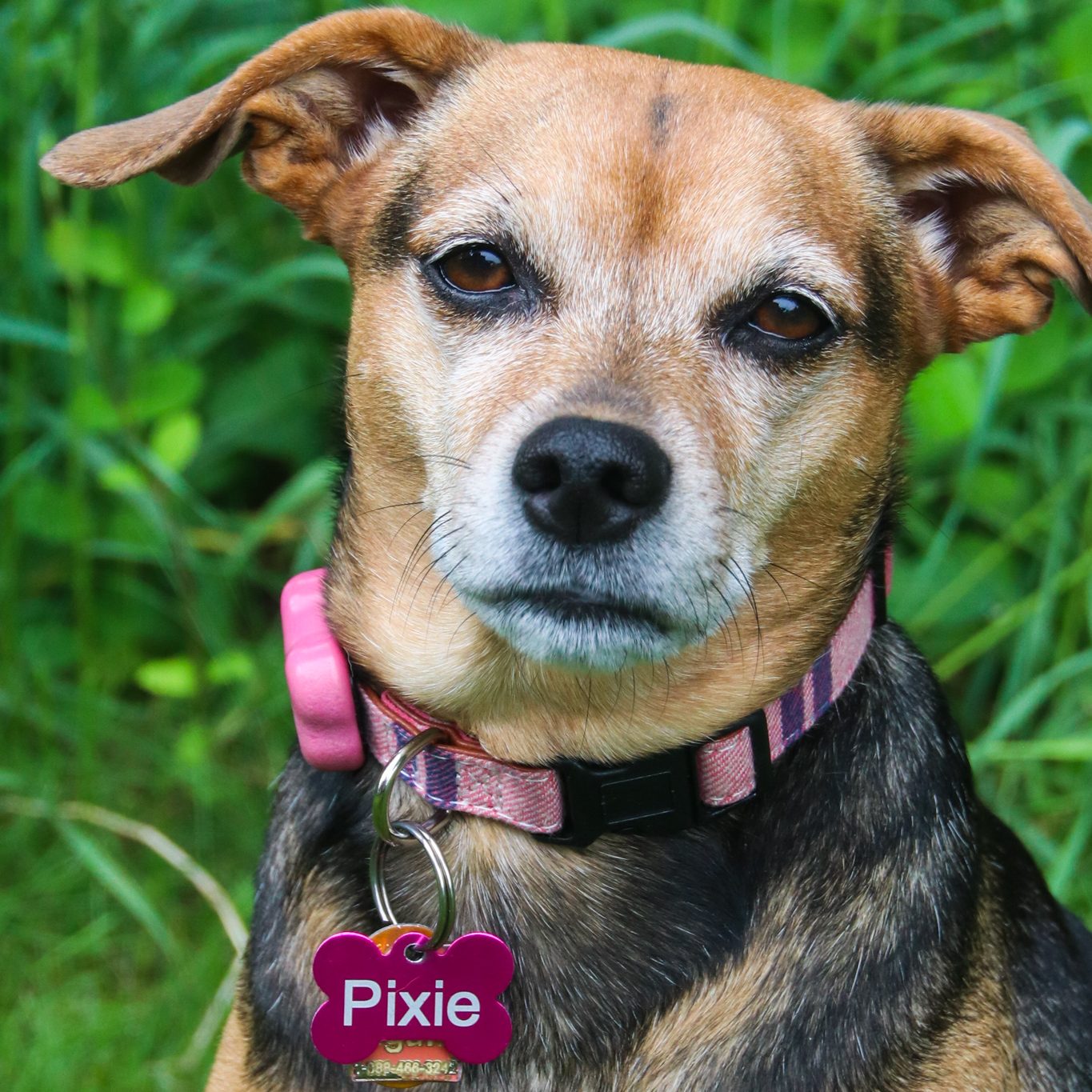 Pixie Wide